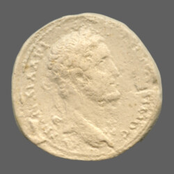 Anchialus 2779
