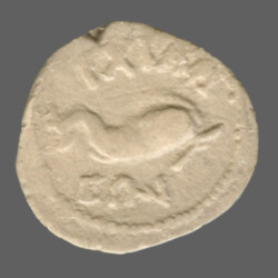 Anchialus 4125
