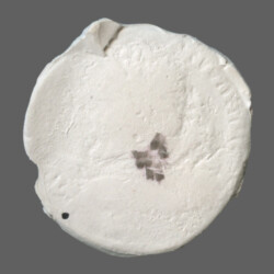 Augusta Traiana 9812